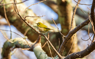 冬木立にとまるメジロの姿