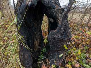 A tree with a hollow burnt by fire