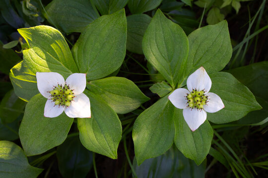 Two flowering bunchberry Cornus canadensis dogwood plants top view horizontal orientation	
