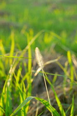 陽に照らされる野原