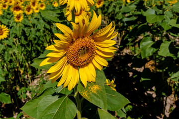 Obraz premium A close up shot of the sunflower, the seeds are clearly visible