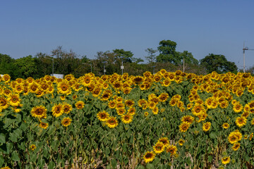 A close up shot of the sunflower, the seeds are clearly visible