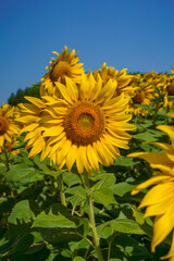 A close up shot of the sunflower, the seeds are clearly visible