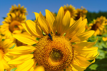 A close up shot of the sunflower, the seeds are clearly visible