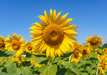 A close up shot of the sunflower, the seeds are clearly visible