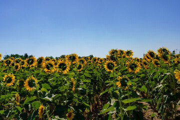 A close up shot of the sunflower, the seeds are clearly visible