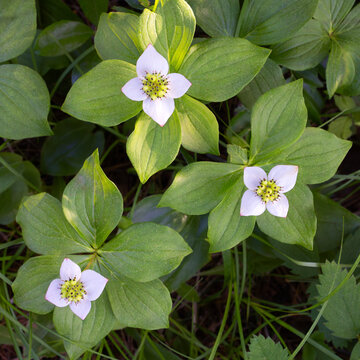 Three flowering bunchberry Cornus canadensis dogwood plants top view square format
