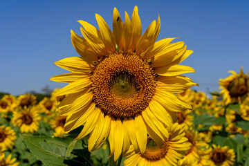 A close up shot of the sunflower, the seeds are clearly visible