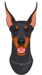 Doberman head with pointy ears, tan markings, shiny collar, against white