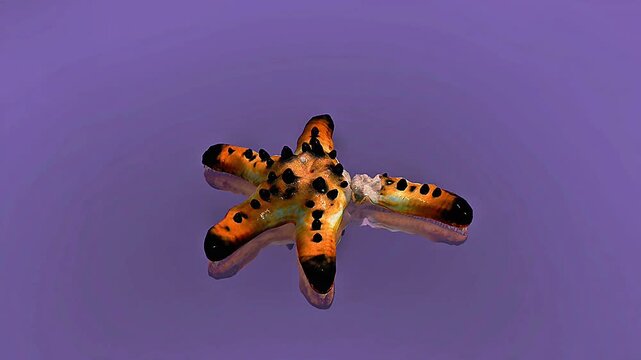 Regeneration process in starfish