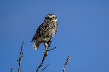 Burrowing Owl perched, La Pampa Province, Patagonia, Argentina.