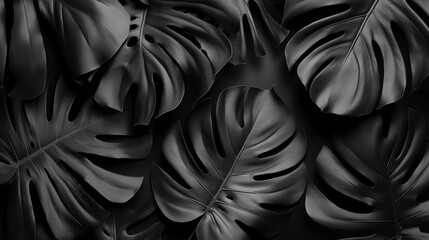 Obraz premium Black tropical monstera leaves background in elegant dark style