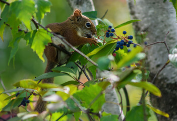 Obraz premium Red squirrel eating berries on a tree branch in summer light