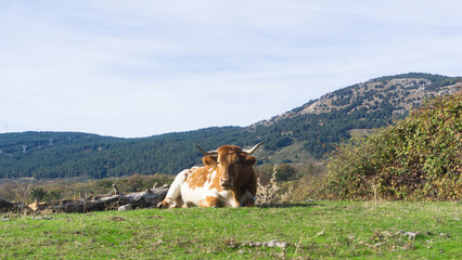 A cow lies in a grassy field with mountains and a bright sky in the background on a sunny day outside