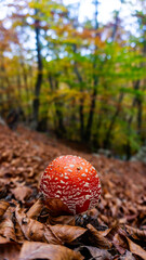 Amanita muscaria mushroom in a forest setting with autumn leaves and blurred trees in the background