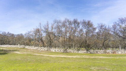 View of a green field with a stone wall and bare trees under a blue sky in a rural landscape area