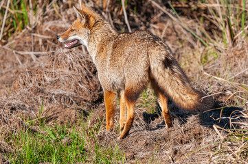 Grey fox in Ibera Marsh National Park environment, Corrientes Province, Argentina.