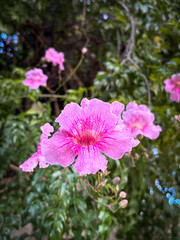 Close up of pink trumpet vine flowers blooming with green foliage in a natural outdoor setting