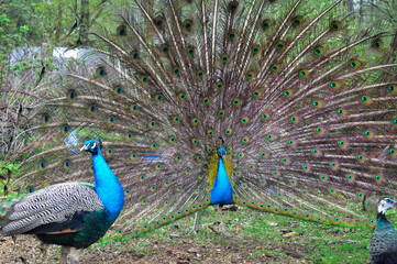 Pair of Peacocks Displaying Colorful Tail Feathers. Vibrant photograph of two peacocks in a garden, with the central male fully fanning out his iridescent tail feathers to form a huge circular display
