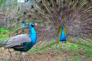 Pair of Peacocks Displaying Colorful Tail Feathers. Vibrant photograph of two peacocks in a garden, with the central male fully fanning out his iridescent tail feathers to form a huge circular display