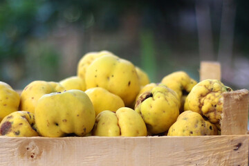 Crate filled with freshly picked quinces in the garden. Selective focus.