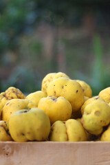 Crate filled with freshly picked quinces in the garden. Selective focus.