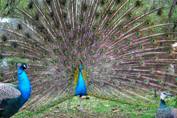 Pair of Peacocks Displaying Colorful Tail Feathers. Vibrant photograph of two peacocks in a garden, with the central male fully fanning out his iridescent tail feathers to form a huge circular display