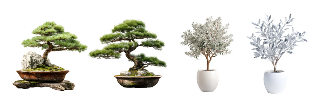 Selection of bonsai trees and silver leaf potted plants for serene indoor decor isolated on transparent background with clipping path 3d rendering
