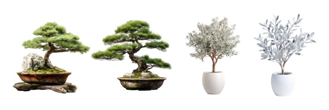 Selection of bonsai trees and silver leaf potted plants for serene indoor decor isolated on transparent background with clipping path 3d rendering