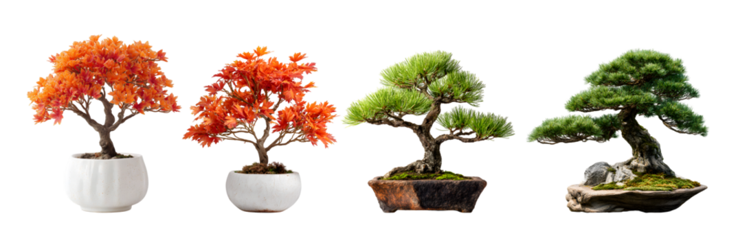 Maple and bonsai trees assortment for modern indoor display isolated on transparent background with clipping path for easy use 3d rendering