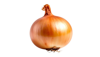 Brown onion bulb with light reflecting off its outer layers