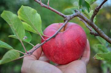 hand picking a red ripe apple