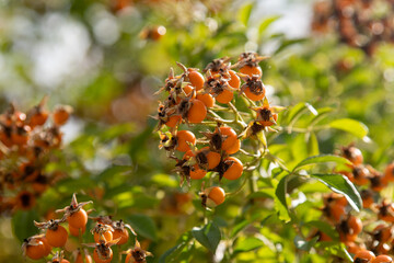 Orange Rosehips on a Branch rose bush flower plant