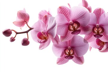 Obraz premium Orchid Flower on White Background with Space for Text