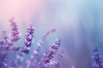 Naklejka premium 柔らかな色彩に包まれたラベンダーの幻想的なクローズアップ