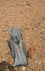 Petrified tree stump revealed by receeding lake
