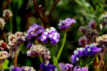 Obraz premium planta flor Limonium sinuatum 