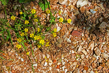 Yellow wildflowers over contrasting gravel