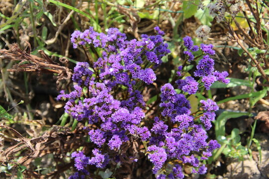 planta flor Limonium sinuatum  