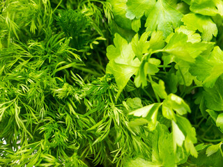 Background of parsley and dill.