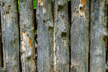 Upright logs make nice rustic background