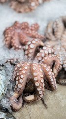 Large Fresh Octopuses Display Ice