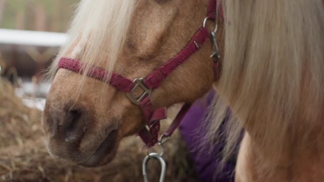 gentle horse wearing halter with handler, beautiful palomino with luscious blonde mane and focused expression, stunning equine showing flowing mane and attentive gaze in portrait scene