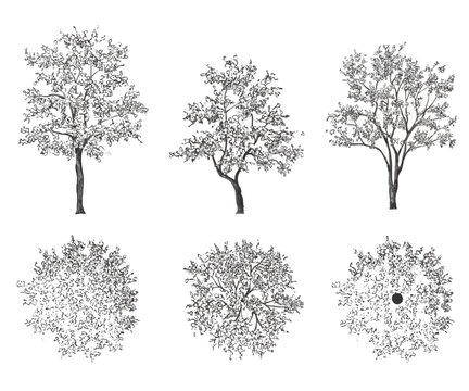 Vector trees in elevation and plan view for use in architectural drawings