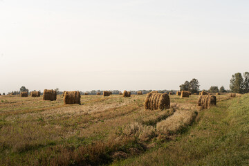 Harvesting. A haystack in a wheat field. Autumn landscape.