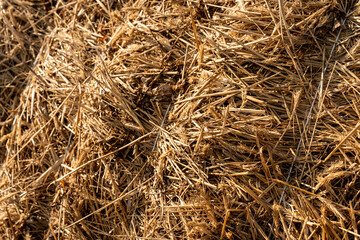 Harvesting. The texture of a haystack. Autumn landscape.