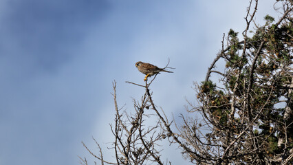 Common Kestrel (Falco tinnunculus) Perched on a Branch, Ready to Hunt