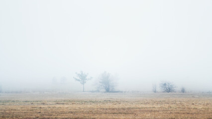 Trees and grass in autumn field at foggy morning. Clouds over the trees.
