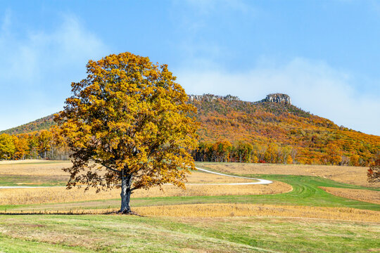 In north central North Carolina, a large tree with autumn foliage is backed by Pilot Mountain cloaked in fall colors.