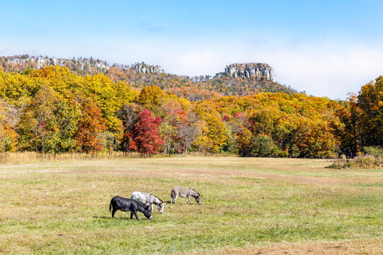 Donkeys graze in a field  backed by the pinnacle of Pilot Mountain, part of the Sauratown Range in central North Carolina, surrounded by colorful autumn foliage.